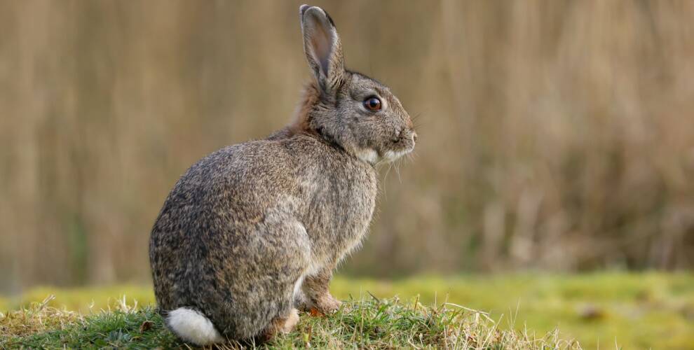 Kaninerne lever vildt overalt på Fanø.