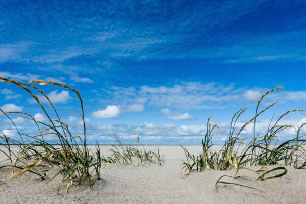 Oplev Danmarks vildeste natur ved Fanø Bad strand