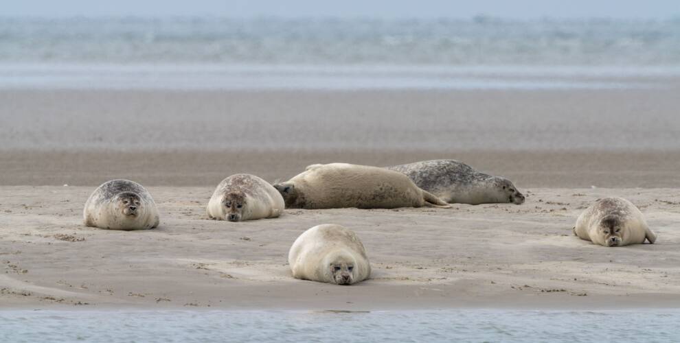 Sæler ved Fanø strand